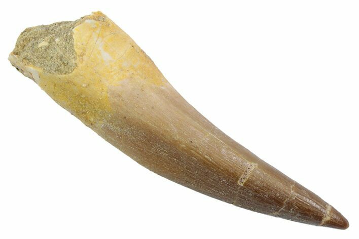 Fossil Plesiosaur (Zarafasaura) Tooth - Morocco #370250